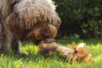 What Makes Them Essential for Your Pet's Health