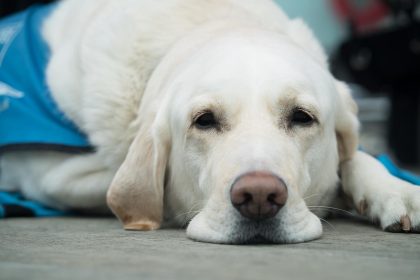 Understanding Your Puppy's Sleep Schedule: Tips by Age
