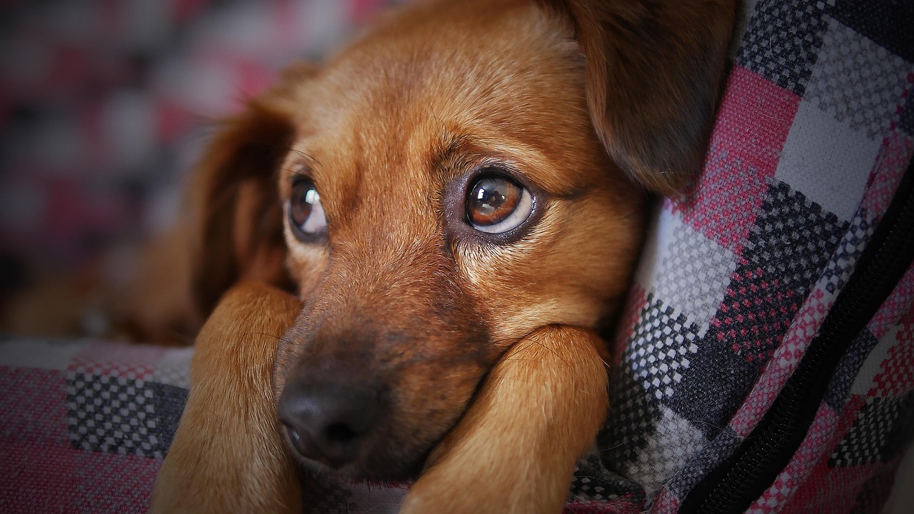 Understanding the Puppy Biting Phase: How Long Does It Last
