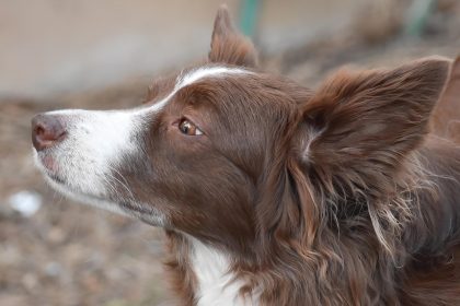 Discover Comfort and Control for Your Canine