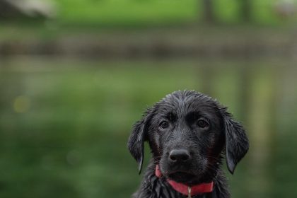 Quick and Easy Tips on How to Potty Train a Puppy Fast