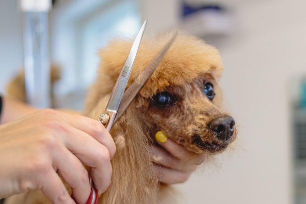 Ultimate Guide to Dog Grooming at Home: Step-by-Step Techniques for a Happy
