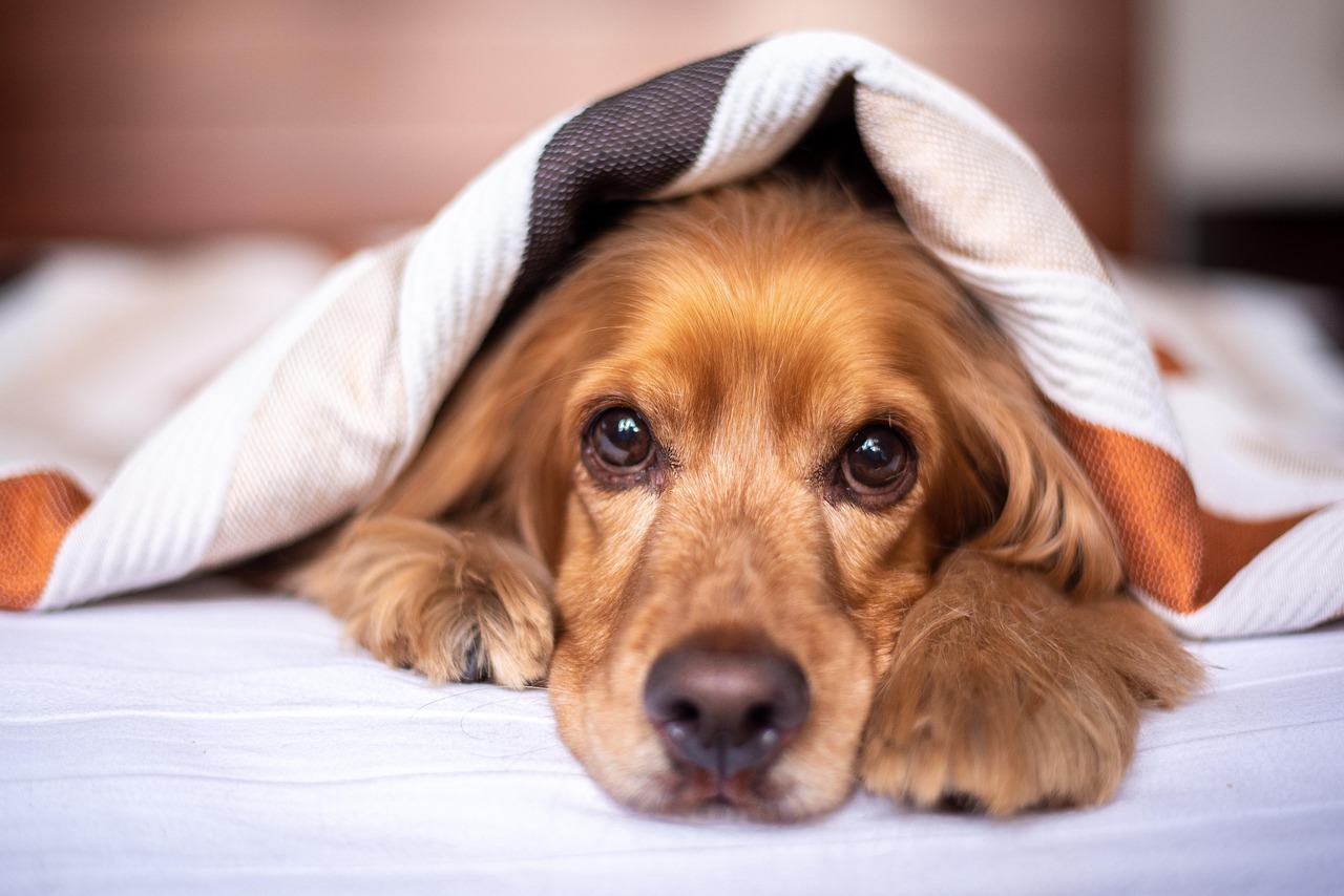 Top Picks for the Best Dog Joint Supplement on Amazon