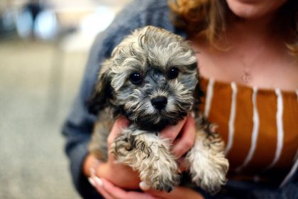 When Can Puppies Start Walking Outside? Key Milestones for Your New Pet