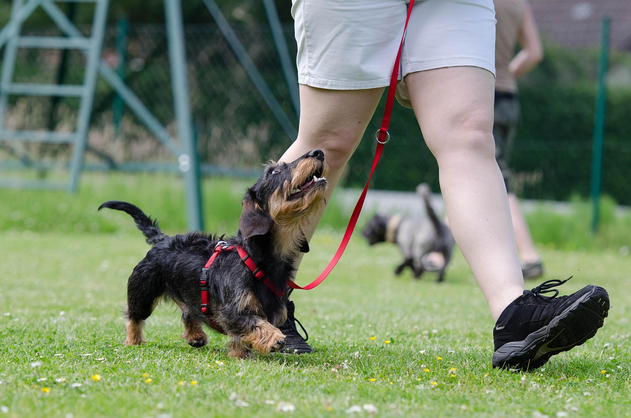 Effective Strategies to Stop Your Dog from Jumping on Guests