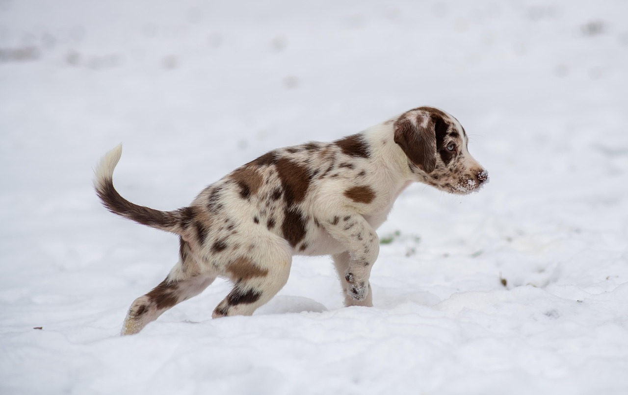 How Often Should Puppies Eat? Understanding Your New Pet's Nutritional Needs