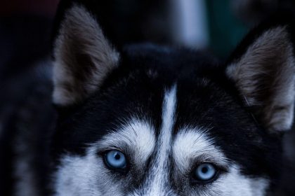 Discover the Best Dog Shampoo on Amazon