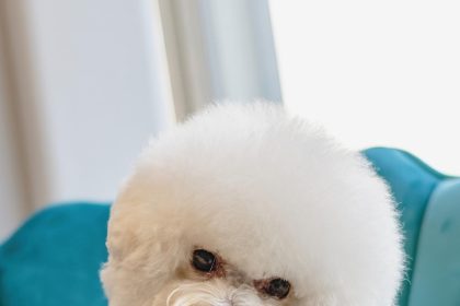 Essential Tips for Your Daily Dog Care Routine at Home