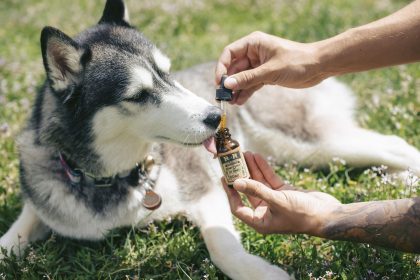 Essential Dog Care Tips for First-Time Owners: Feeding