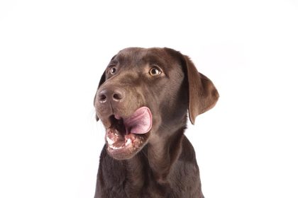 Discovering the Best Dog Food for Small Breeds: Top Nutritional Choices for Your Petite Pooch