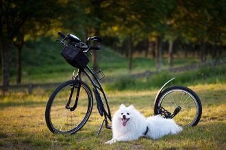 Understanding Pet Training: How Long Does It Take to Train a Dog