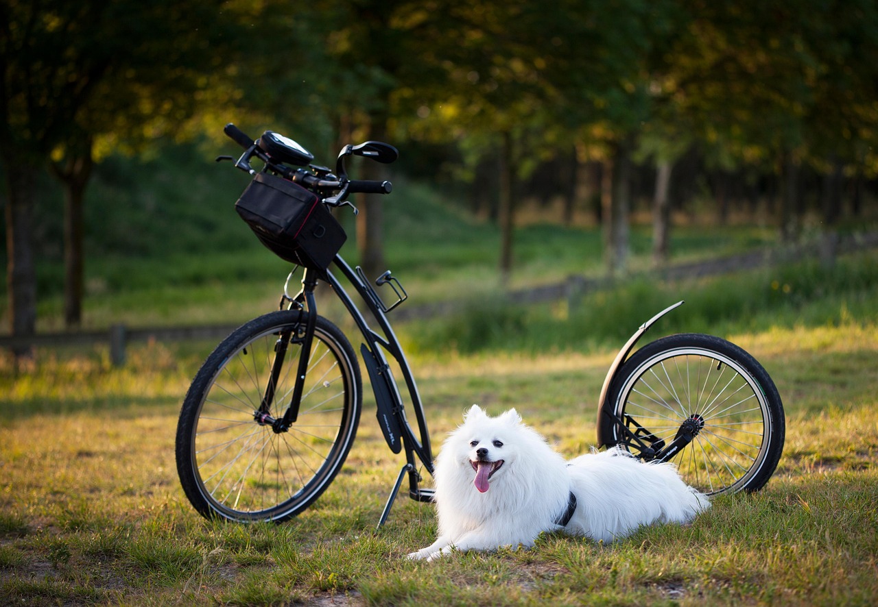Understanding Pet Training: How Long Does It Take to Train a Dog