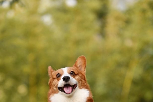 Optimal Puppy Feeding Schedule by Age: A Guide for New Pet Owners